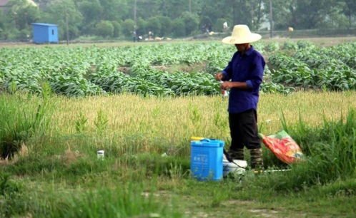 多看少受害 打了农药没效果还出药害 基本都是这些原因在 作怪