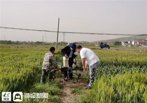 科技赋能田间地头——两城镇黄山一村第一书记推广无人机喷洒农药纪实